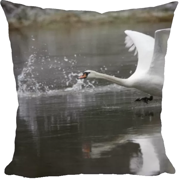 Mute Swan - Taking off from river, winter. Hessen, Gremany