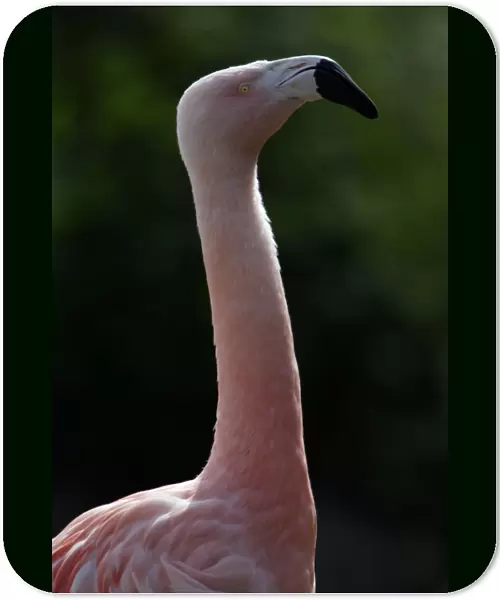 Chilean Flamingo-detailed study of neck and head, Washington WWT, Tyne and Wear UK