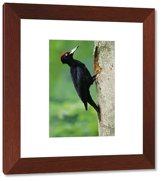Black Woodpecker - male bird at nest entrance Lower Saxony, Germany