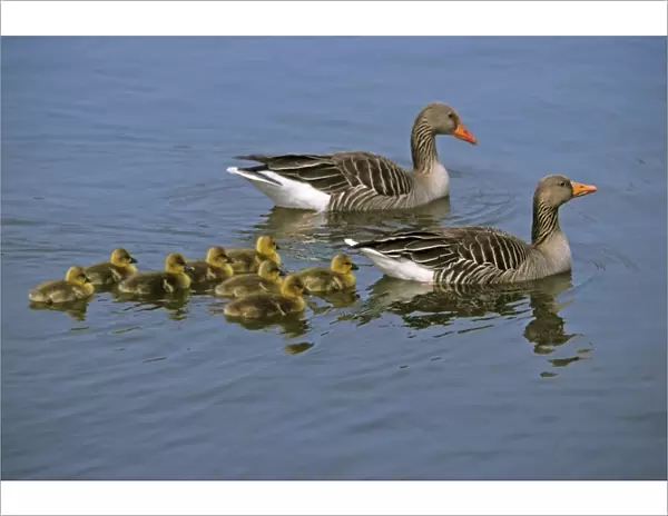 Greylag Goose - parents with goslings on lake, Hessen, Germany
