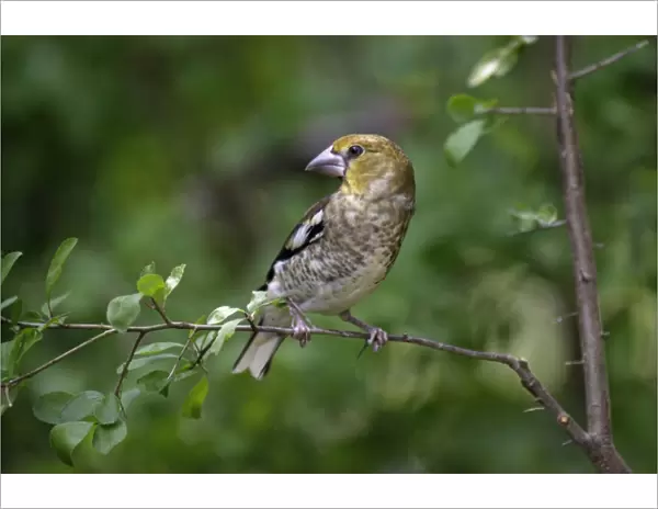 Hawfinch - juvenile sitting on branch, Lower Saxony, Germany