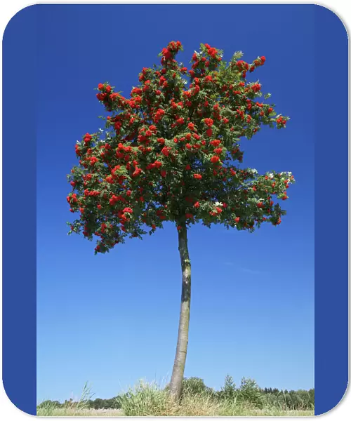 Mountain Ash  /  Rowan Tree- with ripened berries, Lower Saxony, Germany