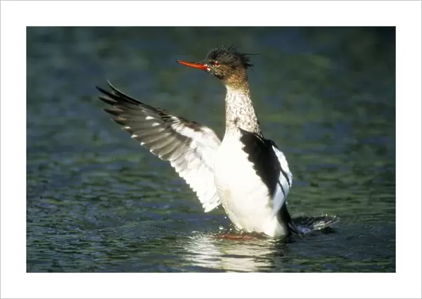 Red-breasted Merganser Duck Male, flapping wings after landing in sea