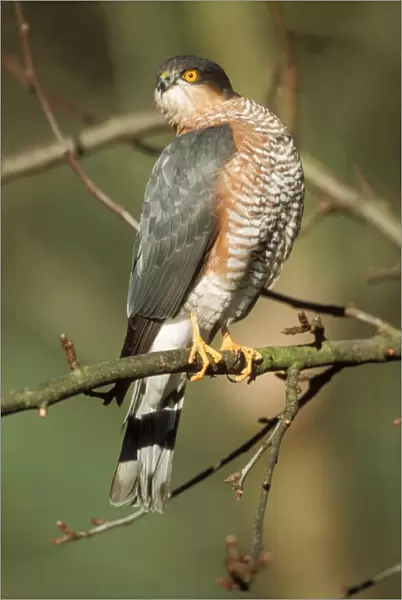 Sparrowhawk Male, Twisting head
