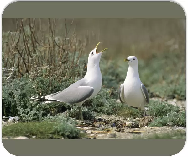 Common Gull - pair courtship displaying