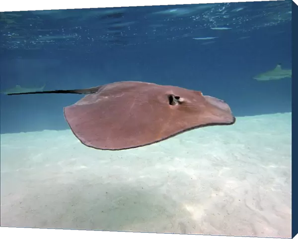 Stingray - These large soft rays live on sand in the Moorea lagoon. They have become a tourist attraction. Moorea, French Polynesia