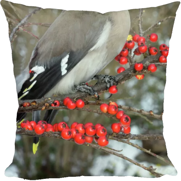 Waxwing eating Cotoneaster lacteus berries. Alsace - France