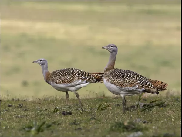 Great Bustards - female