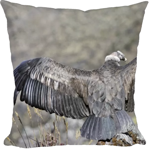Andean Condor - back view with wings stretched out. Andes of Merida - Pico de Aguila - Venezuela