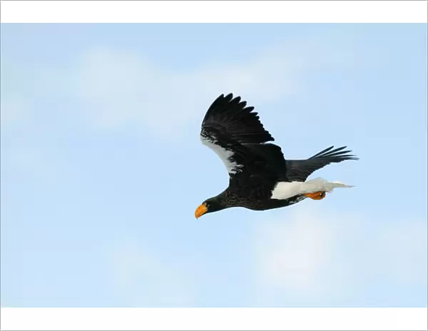 Steller's Sea Eagle - in flight - Hokkaido - Japan