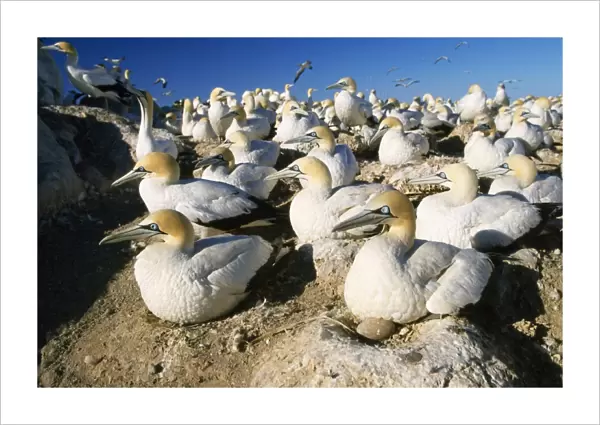 Cape Gannet - nesting colony