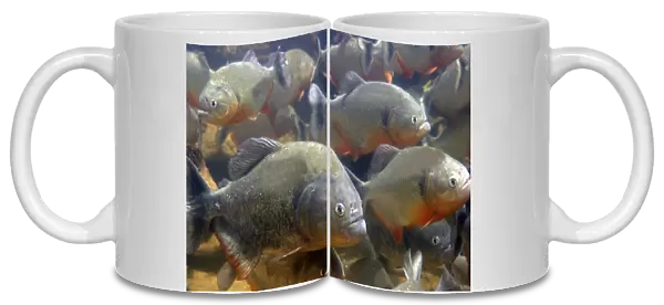 piranha. WAT-8855. Red-bellied Piranha - group underwater
