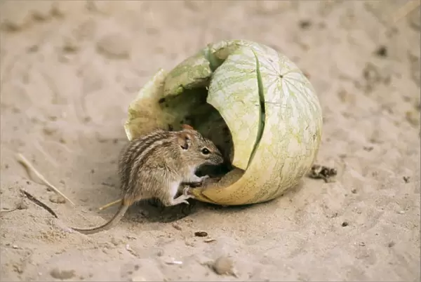 Striped Mouse Eating tsama melon, kalahari