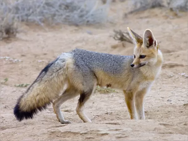 Cape Fox - Adult standing beside burrow entrance. Nocturnal predator of invertebrates, rodents, reptiles and birds. Also wild fruit and carrion. Only true fox in subregion. Endemic in South Africa, Botswana, Namibia and SW Angola