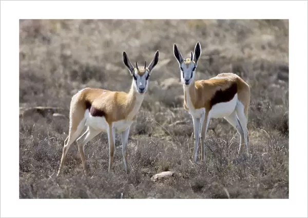 Springbok - Pair of alert youngsters. Grazes and browses, also digging up roots and bulbs. Inhabits open, arid plains and savanna. Mountain Zebra National Park, Eastern Cape, South Africa