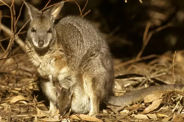 Tammar Wallaby - with joey in pouch. Kangaroo Island, South Australia