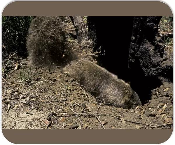 Common Wombat (Vombatus ursinus) digging burrow