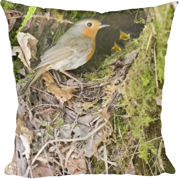 Robin – at nest West Wales UK 004372