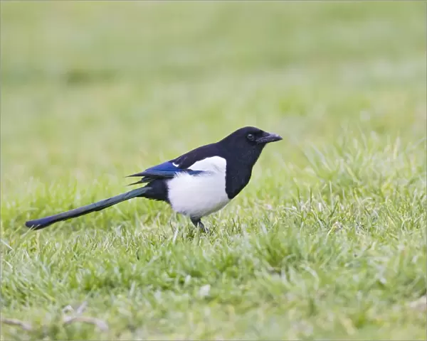 Magpie - on grass side view West Wales UK 005405