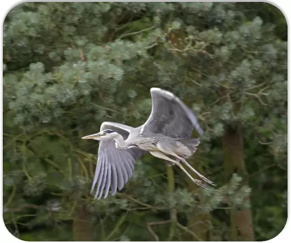 Grey heron – in flight close up Norfolk UK