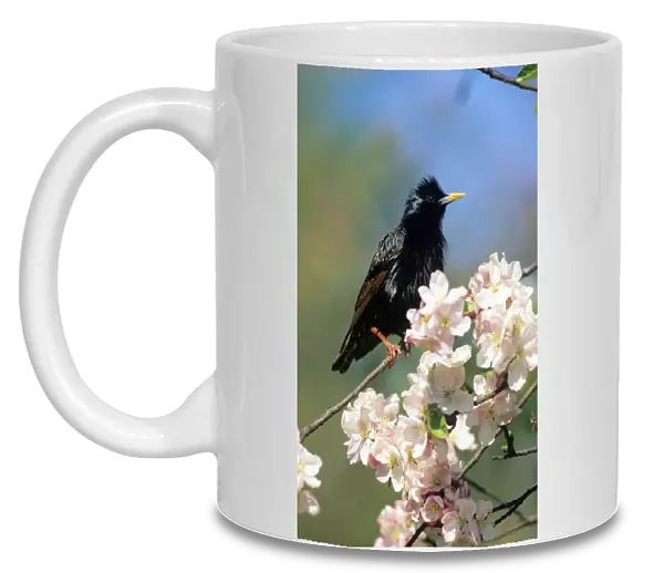 Starling - on blossom branch UK