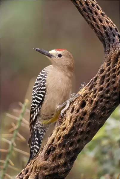 Gila Woodpecker - On Cholla Cactus. Sonoran Desert, Arizona, USA