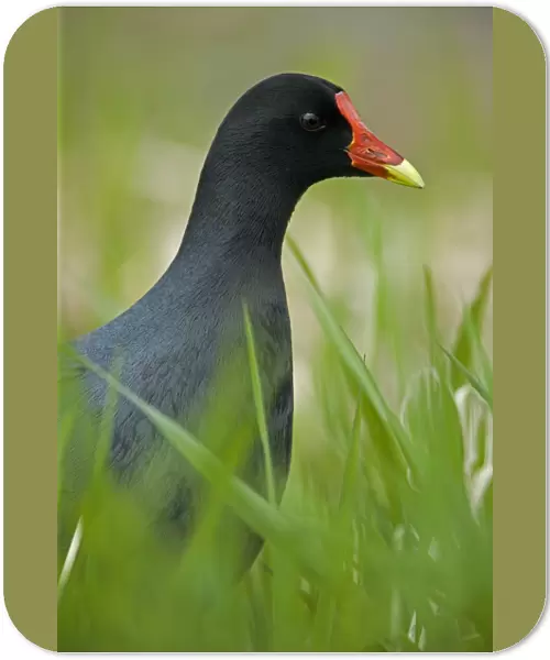 Common Moorhen Male-Common in fresh-water marshes and along the edges of lakes-Its resemblance to ducks is countered by the bright red frontal plate of the head