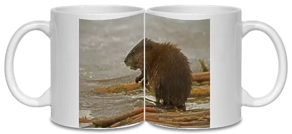 Muskrat -By water. Chiefly aquatic-lives in marshes, edges of ponds, lakes, and streams- moves overland, especially in autumn-feeds on aquatic vegetation, also clams, frogs, and fish on occasion-builds house in shallow water, also burrows in banks