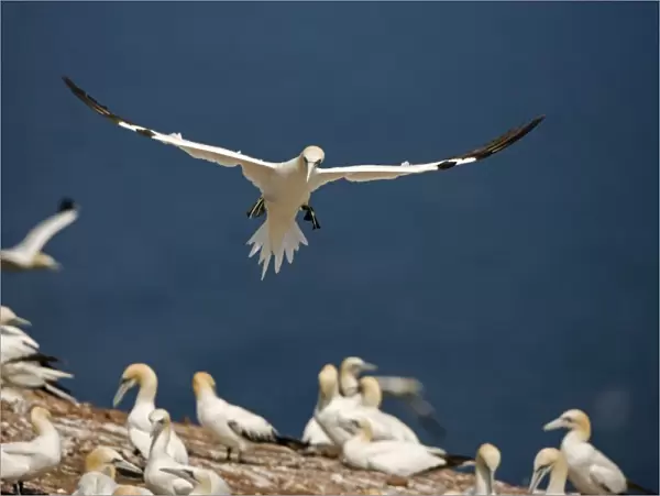 Northern Gannet - In flight coming in to land - Six foot wingspan - High-diving - Noted for sudden headlong plunges after prey - Found over open ocean often close to shore