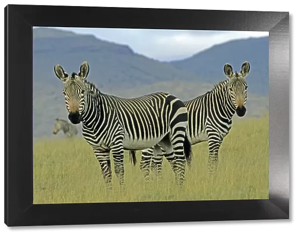 Mountain Zebras - South Africa - IUCN Endangered