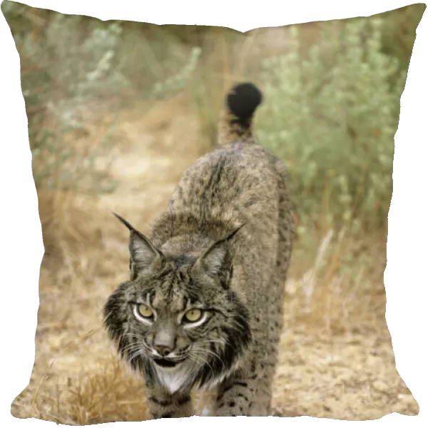 Pardel Lynx  /  Iberian Lynx - Endangered - Very similar to Lynx as distinguished by smaller size and heavier and smaller spots and more pronounced chin beard
