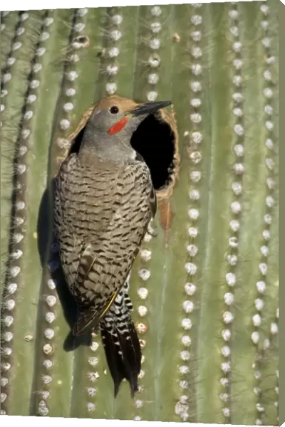 Gilded Flicker (Colaptes chrysoides) in Nest in Saguaro Cactus - Sonoran Desert - Arizona - Male - These woodpeckers are permanent residents that are found in all desert habitats - Makes holes in saguaro cactus for nests which are later used by