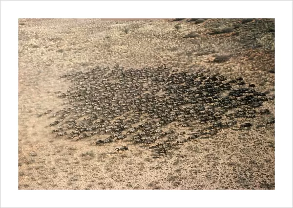 Blue Wildbeest  /  Gnu - aerial Kalahari Desert