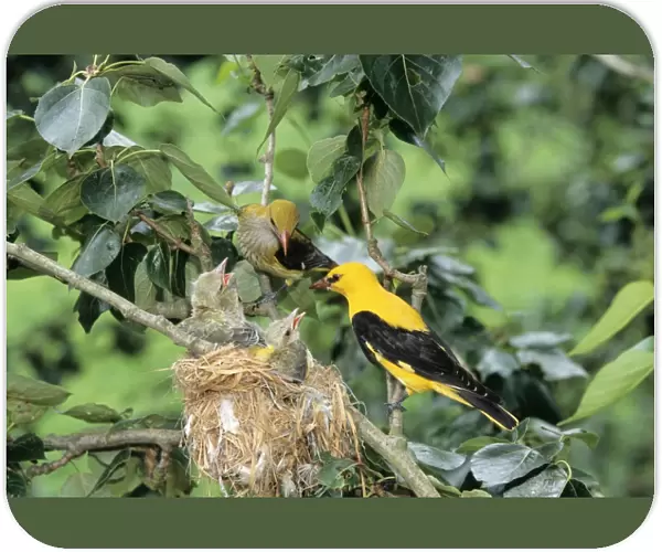 Golden Oriole - parents feeding young
