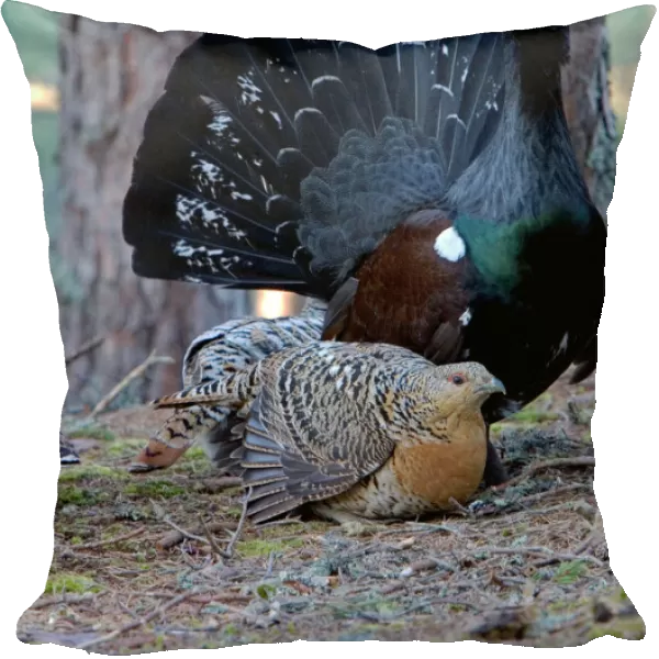 Capercaillie male & Hen Displaying On Lek in old Caledonian pine forest. Scotland UK