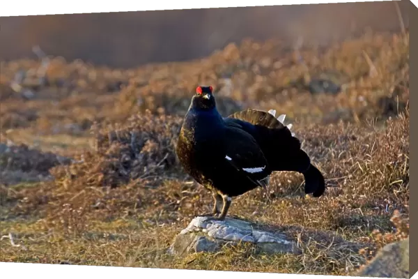 Black Grouse - Male on lek late evening light - on moorland -April - Scotland UK