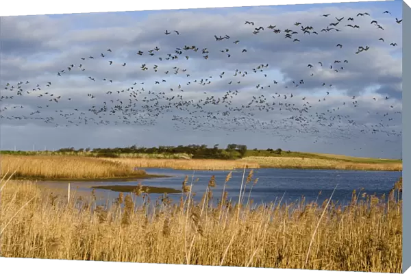 Brent Goose - Flock flying overlake and reedbeds -Norfolk UK