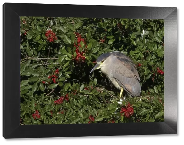 Black-Crowned Night-Heron - juvenile Venice Rookery, florida, USA BI000817
