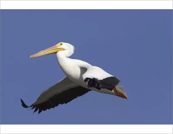 American White Pelican - in flight Ding Darling NWR, florida, USA BI001063