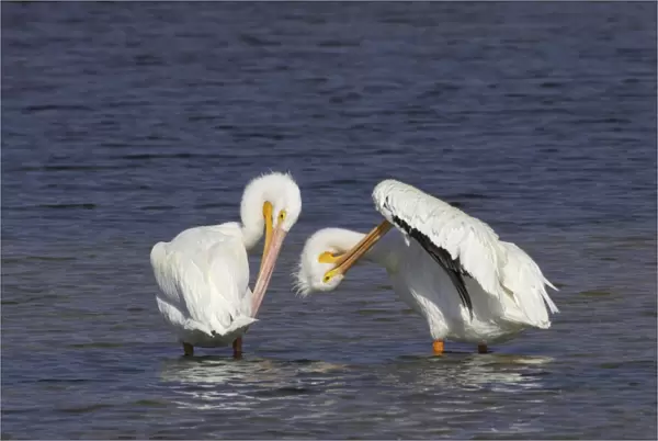 American White Pelican - pair, preening Ding Darling NWR, florida, USA BI001043