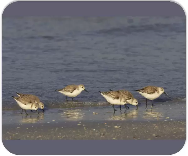 Sanderling - flock feeding along shoreline, Fort de Soto, florida, USA BI002045