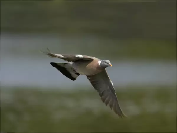 Woodpigeon - In flight Columba palumbus Hertfordshire, UK BI009697