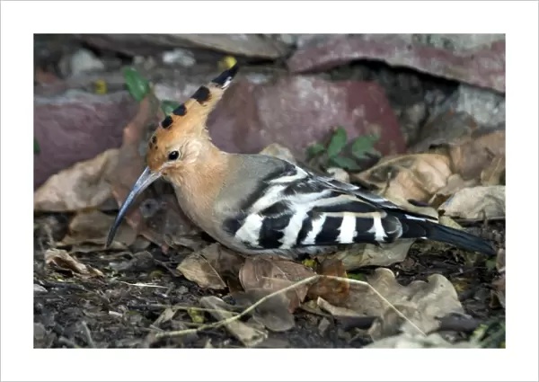 Common Hoopoe - On ground Indian resident and winter visitor. Inhabits open country, cultivated areas and rural villages. Photographed in Keoladeo Ghana National Park, Bharaptur, India, Asia