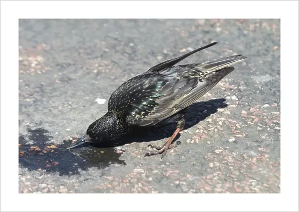 Starling - drinking from a tiny scrap of water, near Dundee, Scotland