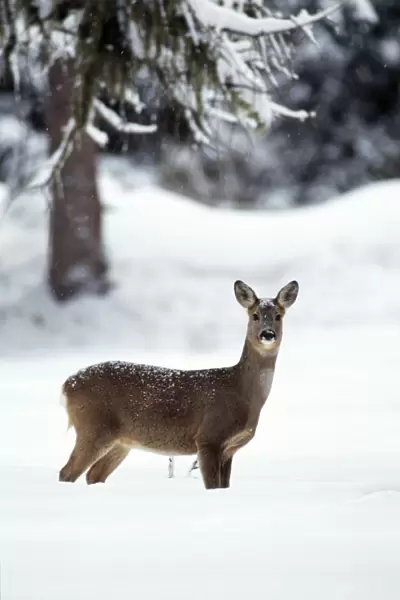 Roe Deer Female, Swiss Alps