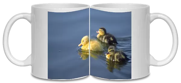 Mallard Ducklings on Hickling Broad Norfolk UK