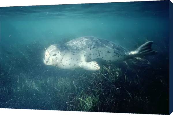 Common Harbour Seal