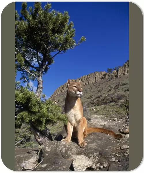 Cougar  /  Mountain Lion Montana, USA