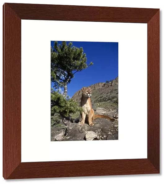Cougar  /  Mountain Lion Montana, USA