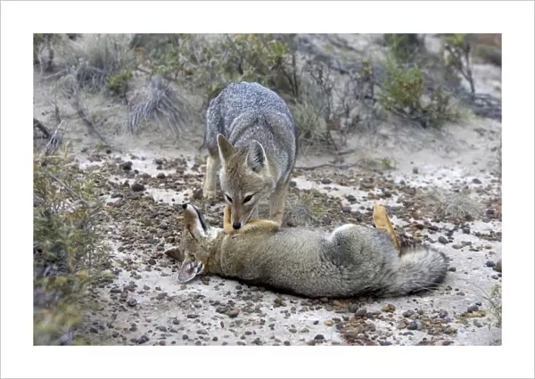 Patagonian Grey fox - grooming each other Patagonia: southern Argentina and Chile